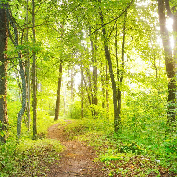 コンセプトは「森の中の一軒家」